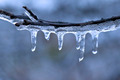 Freezing Rain on Tree Branch - PhotoDune Item for Sale