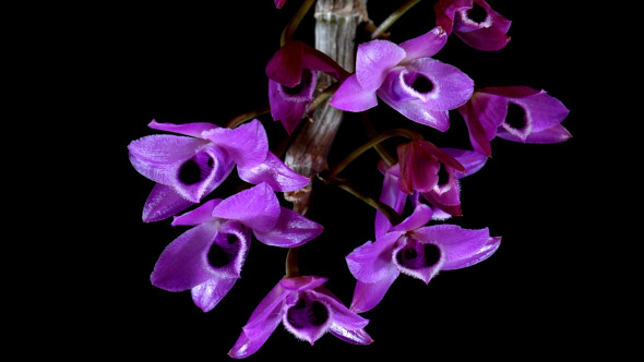 Violet Orchid On Black