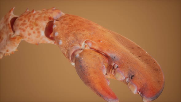 Lobster Claw in Macro