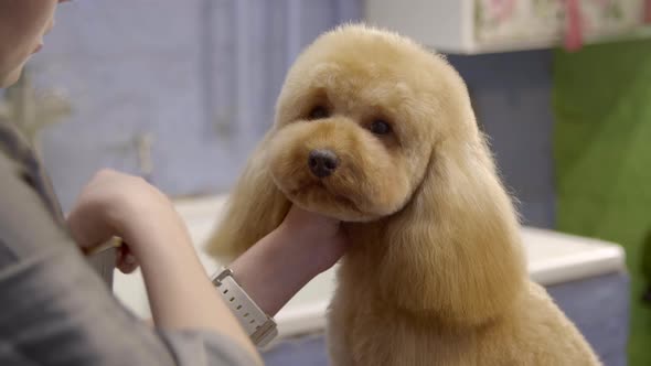 Proffesional Grooming Combing Poodle