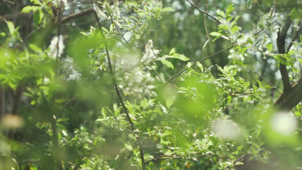 Pussy willow tree Catkins seeds rack focus Spring sunshine