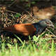 Crow Pheasant (Centropus sinensis) Pack 2 - VideoHive Item for Sale