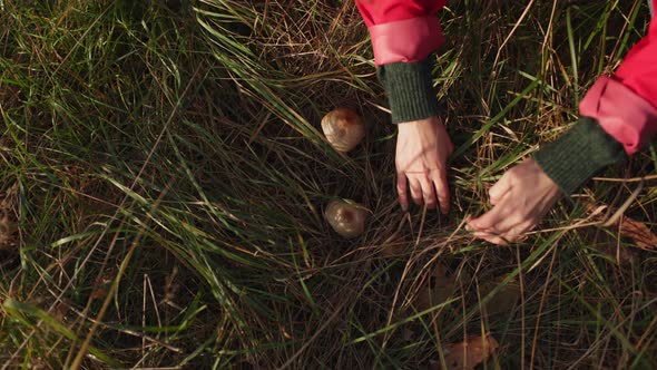 A Girl Looks at Mushrooms in the Grass