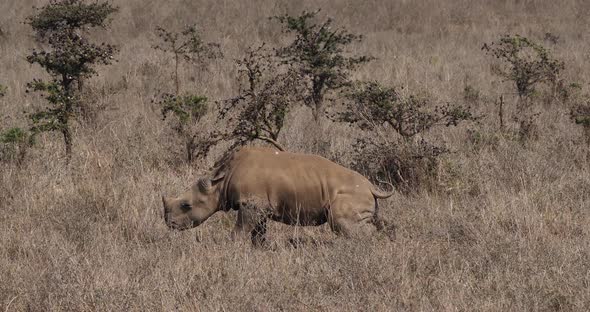 White Rhinoceros, ceratotherium simum, Calf scratching on a Tree, Nairobi Park in Kenya