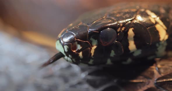 Spilotes Pullatus Commonly Known As Caninanachicken Snakeyellow Rat Snake