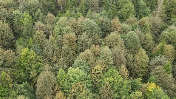 Forest in the Mountains. Aerial View of the Carpathian Mountains in Autumn. Ukraine