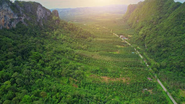 Drone fly over mountains, palm trees and coconut groves