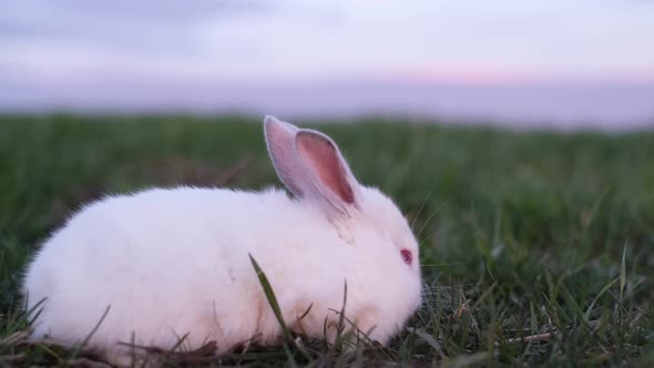 Cute Fluffy Bunny Among Green Grass Outdoors