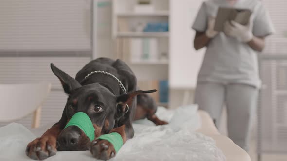 Injured Dog Lying on Medical Couch