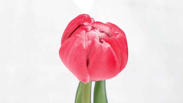 Beautiful Pink Tulip Flower on a White Background