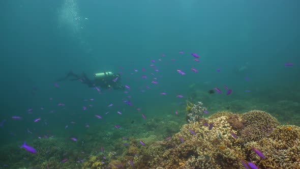 Coral Reef with Fish Underwater. Camiguin, Philippines