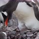 Gentoo penguins (Pygoscelis papua) on rocks, Cuverville Island, Antarctica - VideoHive Item for Sale