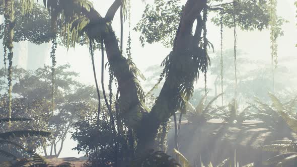 Misty Jungle Rainforest in Fog