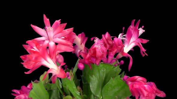 Rotating red Christmas cactus, seamless loop