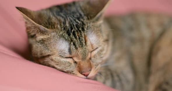 Sleeping cat on bed