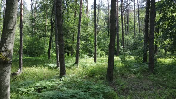 Trees in the Forest By Summer Day