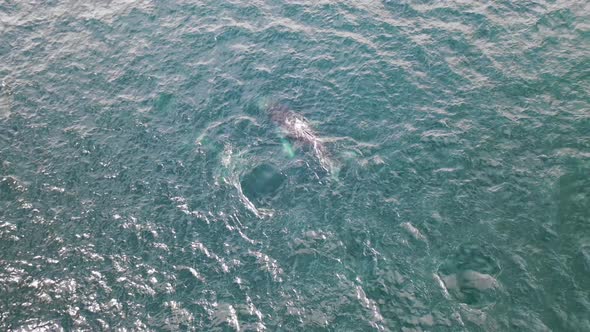 Aerial view of Whales in Broad Bay, Unalaska, Alaska, United States.