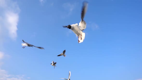 Bird Animal Seagulls Flying on Clear Blue Sky
