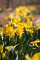 Daffodil Flowers - PhotoDune Item for Sale