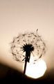 Dandelion Against Setting Sun - PhotoDune Item for Sale