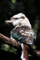 Australian Laughing Kookaburra Bird - PhotoDune Item for Sale