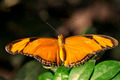 Julia Butterfly - PhotoDune Item for Sale