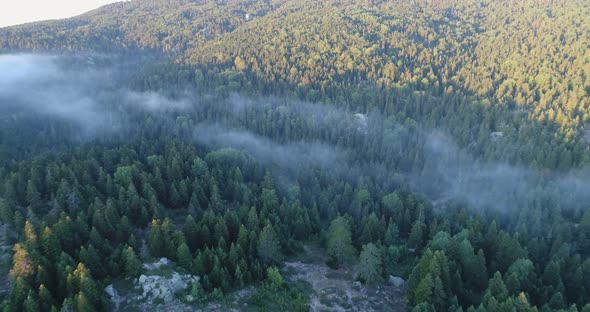 Forest And Over The Clouds Aerial View