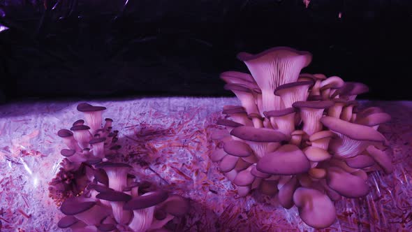 Oyster mushroom time lapse.