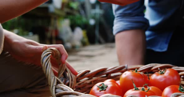Female gardener offering freshly cultivated tomato to man