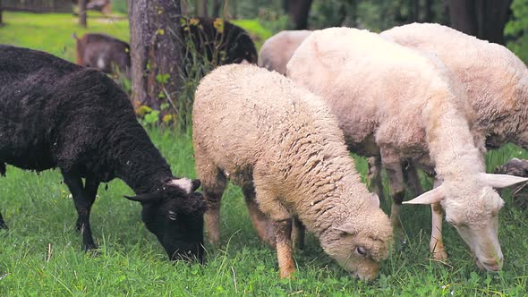 A Flock of Sheep and Sheep and Goats Graze on a Green Meadow and Eat Green Grass.