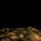 Close up of seeds of coffee. Fragrant coffee beans. Slow Motion Macro shot. - VideoHive Item for Sale