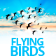 Edge Animate Flying Birds Template - CodeCanyon Item for Sale