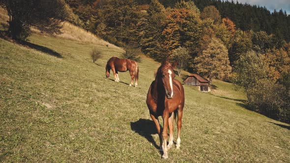 Aerial Portrait Shot of Horse at Rural Mountain