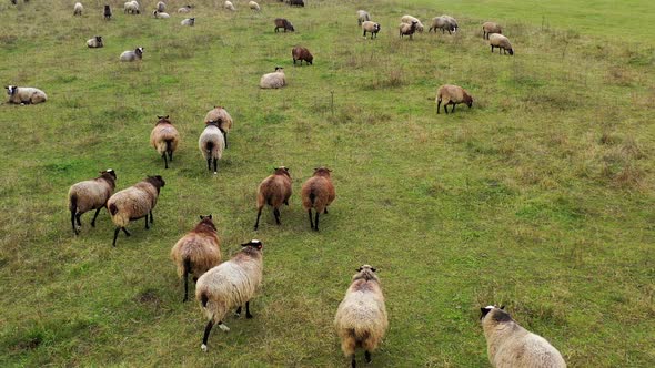Funny fat sheep walking on a meadow. 