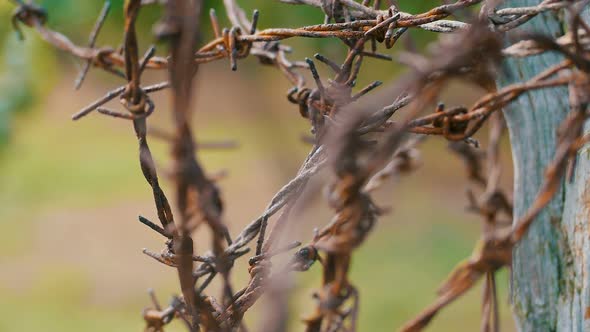 Barbed Wire