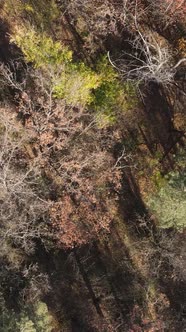 Vertical Video of an Autumn Forest During the Day