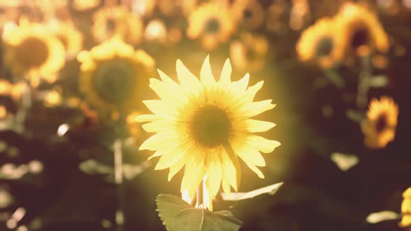 Many Bright Yellow Big Sunflowers in Plantation Fields on Sunset