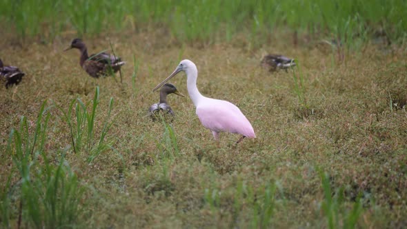 Roseate Spoonbill Rosy gets angry when an egret flies past them.