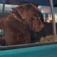 Lonely Brown Dog Sits in a Car and is Sad - VideoHive Item for Sale