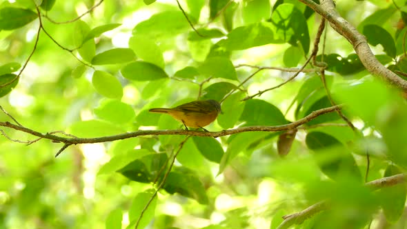 A small bird bill-wiping and flying off in Gamboa Rainforest Reserve, Panama, static medium shot