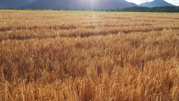 Summer sunrise in the Wheat Field