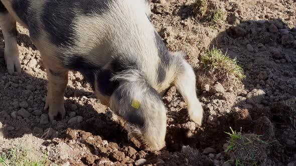 Domestic Pig Searching For Food In Mud. Sow Digging Soil On A Farm during Sunlight. Close up shot.