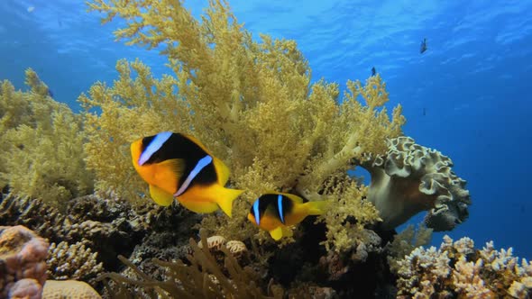 Clownfish Corals Reef