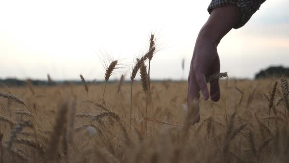 Close Up Male Arm Gently Stroking Golden Wheat Ears on the Field. Hand of Farmer Touching Ripe
