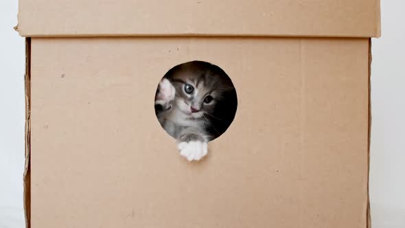 Striped Grey Kitten Getting Out From Hole in a Cardboard Box