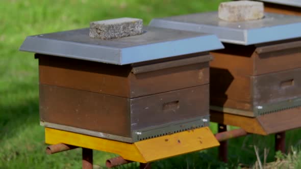 Bees Fly From wooden Hive On A Sunny Day in spring on grassland. Slow pan shot.