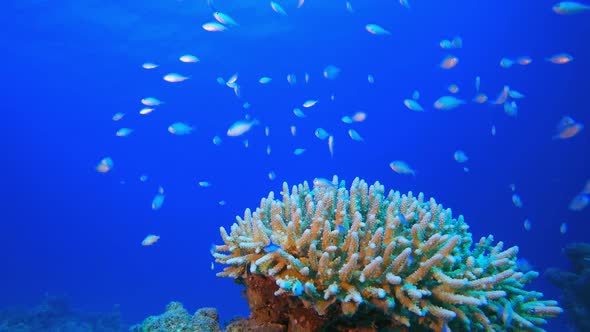 Underwater Scene Blue Green Fish