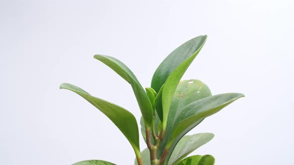 Close Up Of Rubber Plant Revolving Around Itself On The White Screen Background