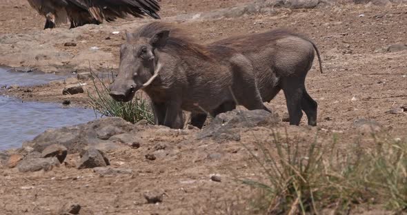 Warthog, phacochoerus aethiopicus, Adult drinking Water at Water Hole, Nairobi Park in Kenya