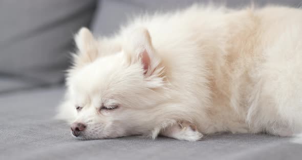 Pomeranian sleep on couch